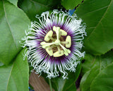 Passiflora edulis Tango | 5_Seeds