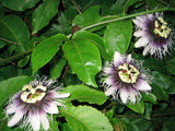 Passiflora edulis Tango | 5_Seeds