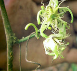 Passiflora Tiny Star | 10_Seeds