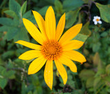 Tithonia diversifolia | Mexican Bolivian Sunflower | Marigold Tree | 20_Seeds