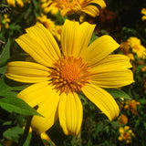 Tithonia diversifolia | Mexican Bolivian Sunflower | Marigold Tree | 20_Seeds