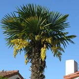 Trachycarpus fortunei | Chinese Windmill Palm | Chusan | 10_Seeds