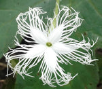 Trichosanthes tricuspidata | Bitter Snake Gourd | Redball Indrayan | 5_Seeds