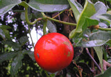 Trichosanthes tricuspidata | Bitter Snake Gourd | Redball Indrayan | 5_Seeds