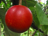 Trichosanthes tricuspidata | Bitter Snake Gourd | Redball Indrayan | 5_Seeds