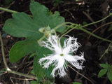 Trichosanthes tricuspidata | Bitter Snake Gourd | Redball Indrayan | 5_Seeds