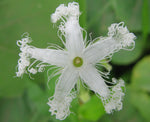 Trichosanthes tricuspidata | Bitter Snake Gourd | Redball Indrayan | 5_Seeds