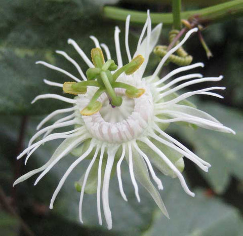 Passiflora trifasciata | Tri-colored Passion Vine | 20_Seeds