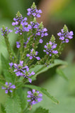 Verbena hastata | Blue Vervain | 1000_Seeds