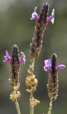 Verbena hastata | Blue Vervain | 1000_Seeds