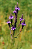 Verbena hastata | Blue Vervain | 1000_Seeds