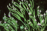 Verbena hastata | Blue Vervain | 1000_Seeds