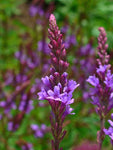 Verbena hastata | Blue Vervain | 1000_Seeds