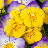 Viola x wittrockiana | Garden & Ultima Morpho Pansy | 10_Seeds