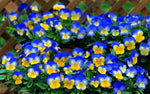 Viola x wittrockiana | Garden & Ultima Morpho Pansy | 10_Seeds