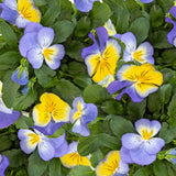 Viola x wittrockiana | Garden & Ultima Morpho Pansy | 10_Seeds