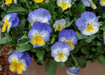 Viola x wittrockiana | Garden & Ultima Morpho Pansy | 10_Seeds