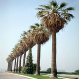 Washingtonia filifera | California Desert Fan Palm | Petticoat | 10_Seeds