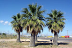 Washingtonia filifera | California Desert Fan Palm | Petticoat | 10_Seeds