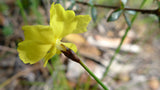 Xyris gracilis | Slender Yellow-Eye | 10_Seeds