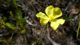 Xyris gracilis | Slender Yellow-Eye | 10_Seeds