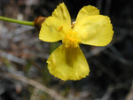 Xyris gracilis | Slender Yellow-Eye | 10_Seeds