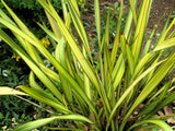 Phormium tenax Yellow Wave | New Zealand Flax | 10_Seeds