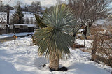 Yucca rostrata | Beaked Yucca | Big Bend Yucca | 10_Seeds