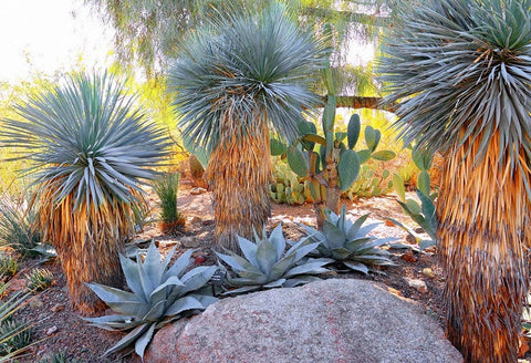 Yucca rostrata | Beaked Yucca | Big Bend Yucca | 10_Seeds