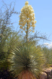 Yucca rostrata | Beaked Yucca | Big Bend Yucca | 10_Seeds