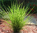 Miscanthus sinensis Zebrinus | Zebra Grass | 10_Seeds