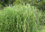 Miscanthus sinensis Zebrinus | Zebra Grass | 10_Seeds