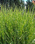 Miscanthus sinensis Zebrinus | Zebra Grass | 10_Seeds