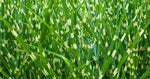 Miscanthus sinensis Zebrinus | Zebra Grass | 10_Seeds