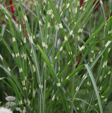 Miscanthus sinensis Zebrinus | Zebra Grass | 10_Seeds