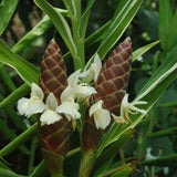 Zingiber montanum | Cassumunar Ginger | 10_Seeds